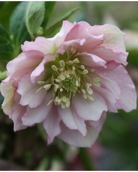 Helleborus orientalis Double Ellen Pink- sniegaroze